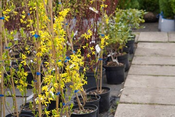 collectible decorative pine with a round crown on a thin high trunk against the background of plant seedlings in pots in a plant nursery in spring, the concept of a spring sale in a nursery