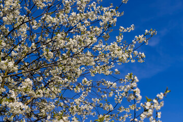 white flowers on cherry trees in the orchard