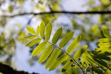 beautiful new rowan foliage in sunny weather