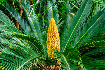 Cycas revoluta - male cycad plant blooms in the garden, Odessa