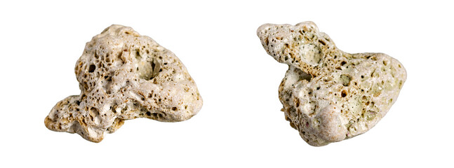 coral stone on white isolated background