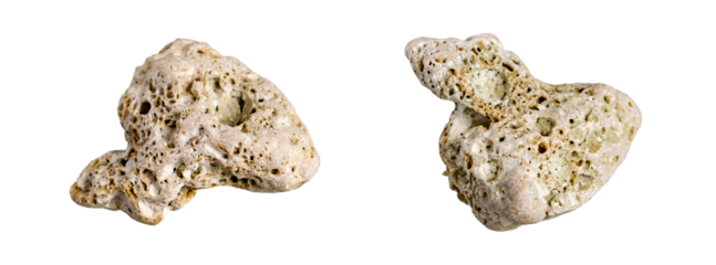 coral stone on white isolated background