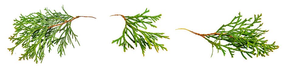 twigs of thuja emerald on a transparent isolated background. png © Krzysztof Bubel