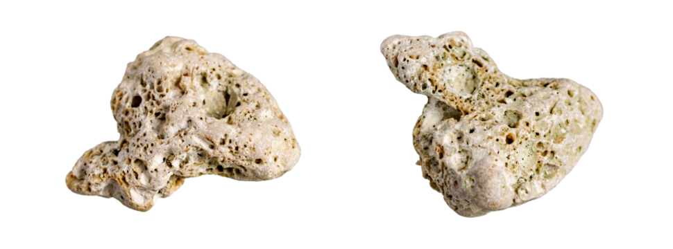 coral stone on white isolated background