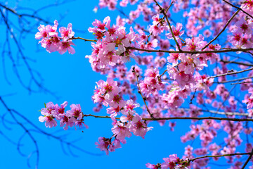 Pink flowers of the sakura (wild cherry) tree against the blue sky in the garden, Odessa