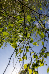 birch foliage in the spring season
