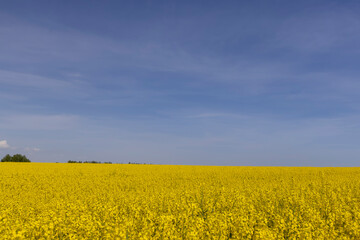 a monoculture of rapeseed during flowering with yellow flowers