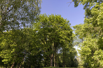 Fototapeta premium beautiful green trees in sunny weather