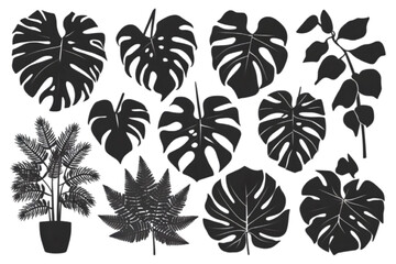 Black Foliage Plant Species Silhouettes: Botanical Vector Illustrations | Set Of Monstera Flower Silhouette Icons Isolated on Transparent Background