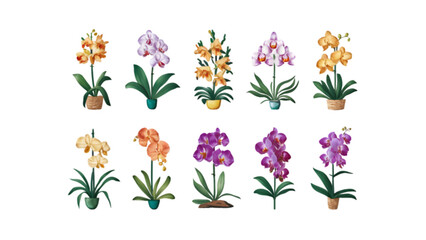 Set of Botanical Flat Vector Watercolor Orchid Flower Illustrations with Transparent Background | Exquisite Floral Clipart Collection
