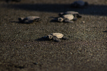 Baby Sea Turtles Crawling Towards the Ocean