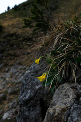 Yellow Flowers