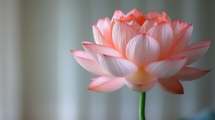 Obraz premium Translucent Pink Blossom Lotus Isolated on White - A Symbol of Purity and Enlightenment for Vesak Day Celebration