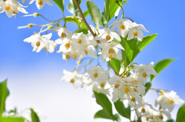 白い花が咲いたエゴノキと青空