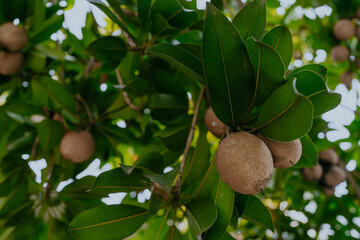 Sapodilla fruit on the sapodilla tree plant on summer, Sapodilla plum in the garden fruit in thailand.