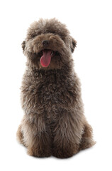 Cute Toy Poodle dog on white background