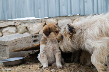 A mother street dog sniffing her puppy.