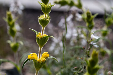 Detail of yellow and fragrant flowers of candilera or hare's ear or sage flowers (Phlomis lychnitis) in the field