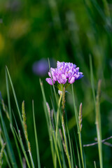 Vertical background with small purple flowers of rose garlic (Allium roseum) in the field