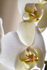 Vertical view of white orchid flower