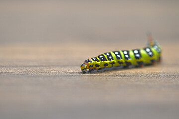 Black and yellow caterpillar on wooden background. Spurge Hawk, Hyles Euphorbiae.