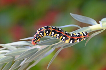 Black coloured caterpillar feeding on spurge leaves, black background. Spurge Hawk, Hyles Euphorbiae