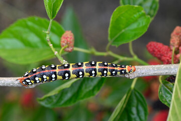 Yellow and black coloured caterpillar feeding on a tree branch. Euphorbia Hawk, Hyles Euphorbiae