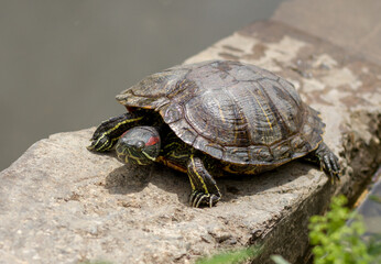 Pond slider (Trachemys scripta) resting in the sun