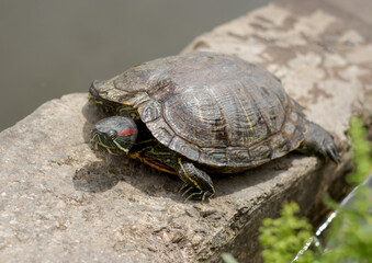 Pond slider (Trachemys scripta) resting in the sun