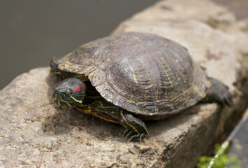 Pond slider (Trachemys scripta) resting in the sun