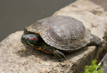 Pond slider (Trachemys scripta) resting in the sun