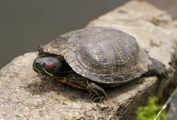 Pond slider (Trachemys scripta) resting in the sun