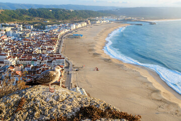 Aerial view of Nazare city and Praia da Nazare Beach, Portugal