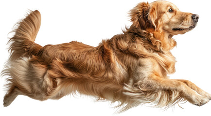 Fototapeta premium Vivid portrayal of a dog's leap, isolated on white background , generative Ai