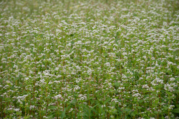 白い花が咲いたソバ畑