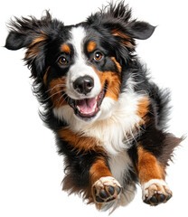 A Bernese Mountain dog's athletic leap , isolated on white background , generative Ai