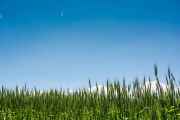 緑のムギの穂のクローズアップ
