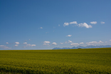緑のムギ畑と雪が残る山並み　十勝岳連峰
