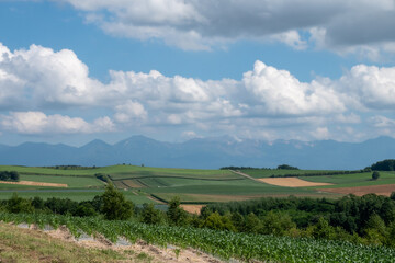 Fototapeta premium 夏の畑作地帯と山並み 十勝岳連峰 
