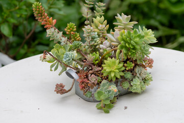 白いテーブルの上の多肉植物の寄せ植え
