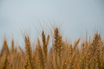 黄金色のムギの穂
