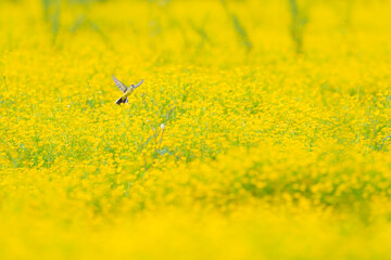 Flying over the buttercup field, the Western yellow wagtail (Motacilla flava)