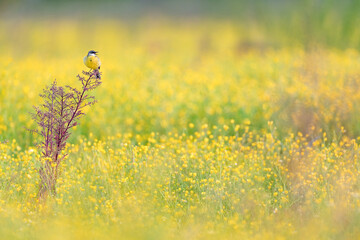 Western yellow wagtail in the buttercup meadow (Motacilla flava)