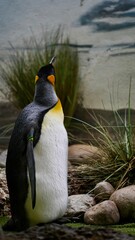 Kaiser Pinguin