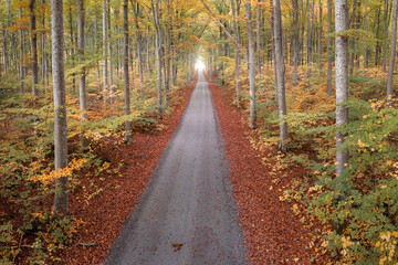 Quiet road through a beech tree forest in Autumn