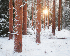 Sunlight Filtering Through Snowy Pine Trees