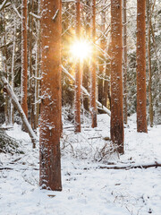 Sunlight Through Snow-Covered Pine Trees in Forest