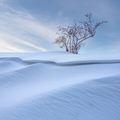 Red Berry Bush in Frozen Snow Field
