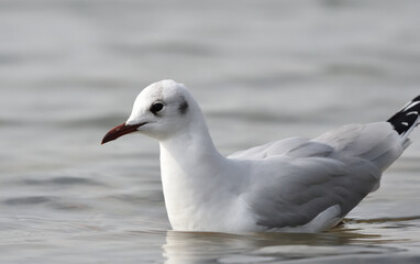 A Black Headed Gull in winter plumage swimming