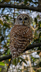 The barred owl.	